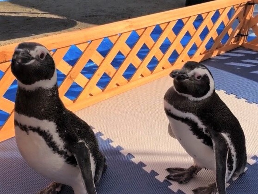 小さな移動水族館 ペンギンと海の生きものが園児たちのもとに遊びにきたよ イベント開催報告 ジモッシュ 地元をダッシュするニュースサイト ジモッシュ