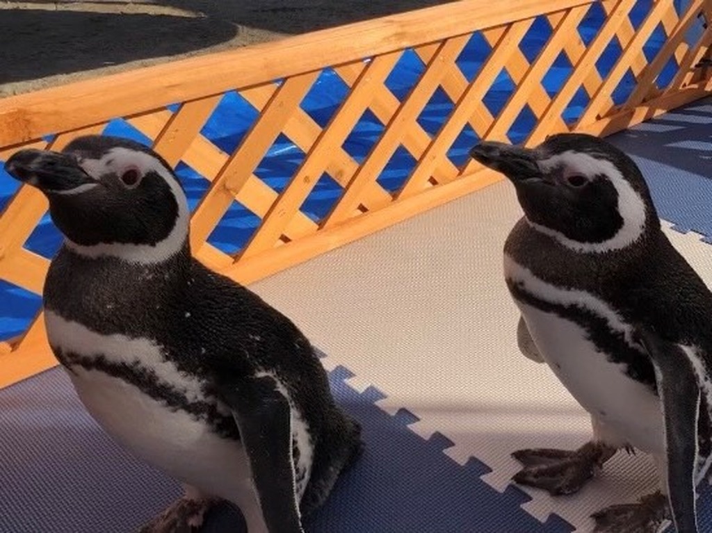 小さな移動水族館 ペンギンと海の生きものが園児たちのもとに遊びにきたよ イベント開催報告 ジモッシュ 地元をダッシュするニュースサイト ジモッシュ