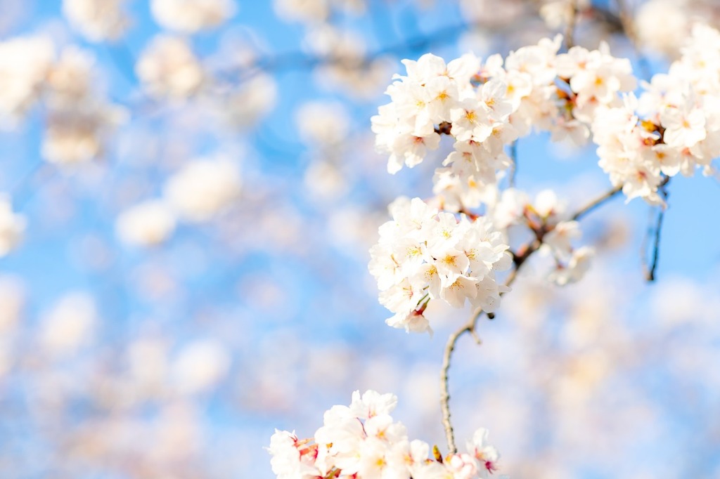 桜スポット 大分県北 豊築エリアの桜観光スポット情報まとめ21 ジモッシュ 地元をダッシュするニュースサイト ジモッシュ