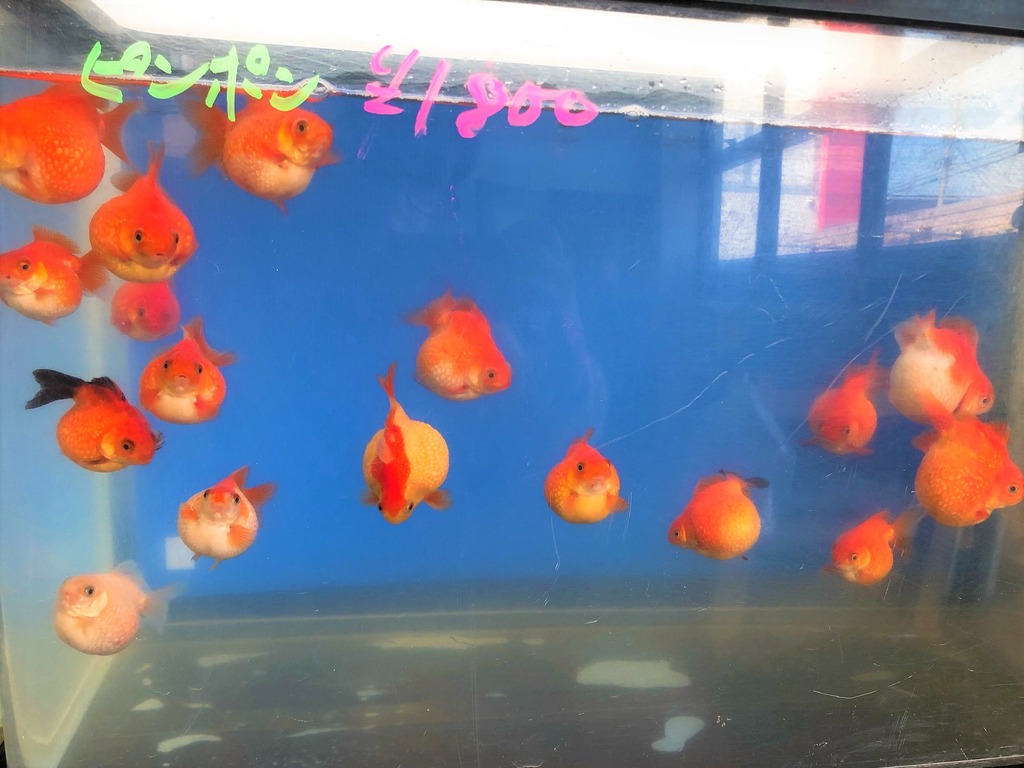 新店舗 豊後高田市 金魚 メダカ屋さんがニューオープン 後藤家 ジモッシュ 地元をダッシュするニュースサイト ジモッシュ