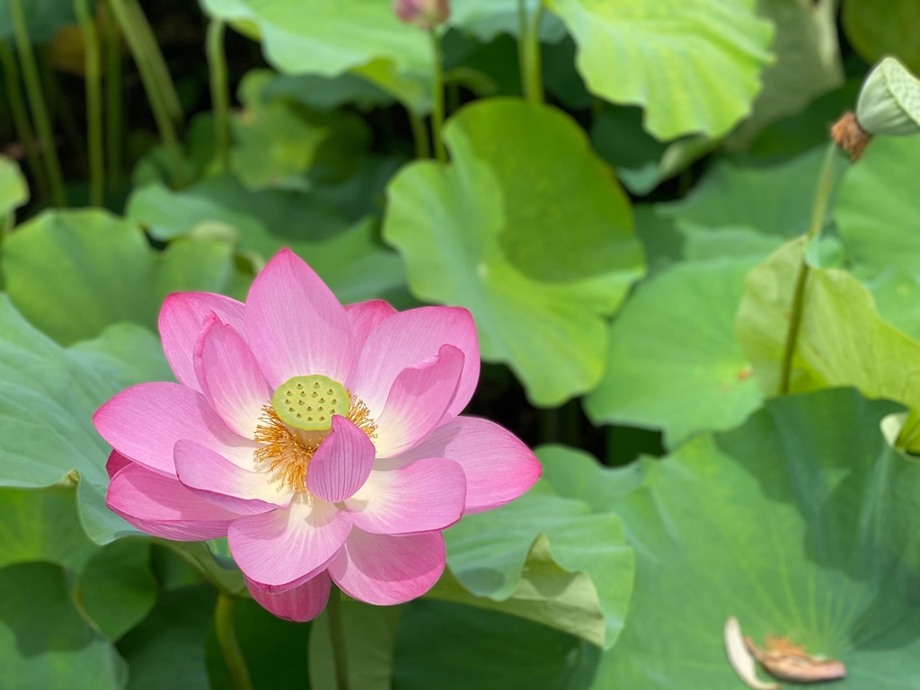 蓮の花で癒されたい 蓮の花鑑賞スポット4選21 中津市 豊前市 ジモッシュ 地元をダッシュするニュースサイト ジモッシュ