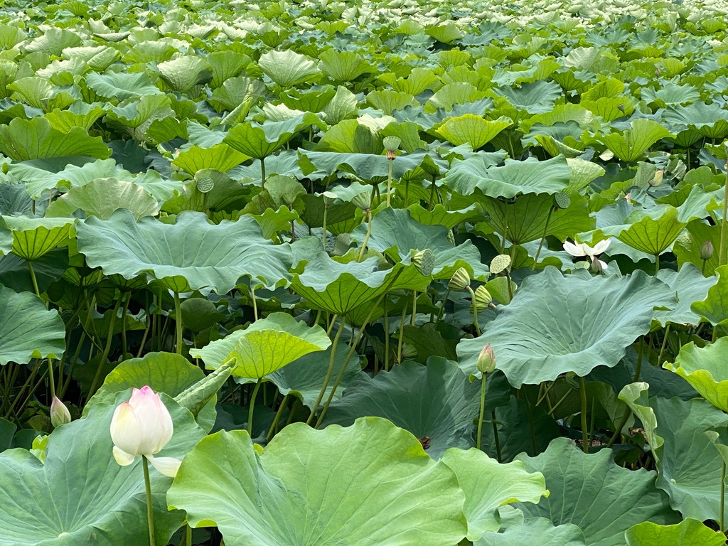 蓮の花で癒されたい 蓮の花鑑賞スポット4選21 中津市 豊前市 ジモッシュ 地元をダッシュするニュースサイト ジモッシュ