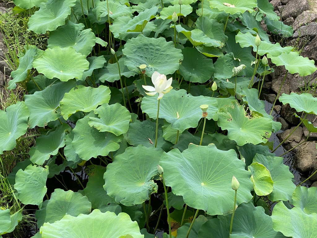 蓮の花で癒されたい 蓮の花鑑賞スポット4選21 中津市 豊前市 ジモッシュ 地元をダッシュするニュースサイト ジモッシュ