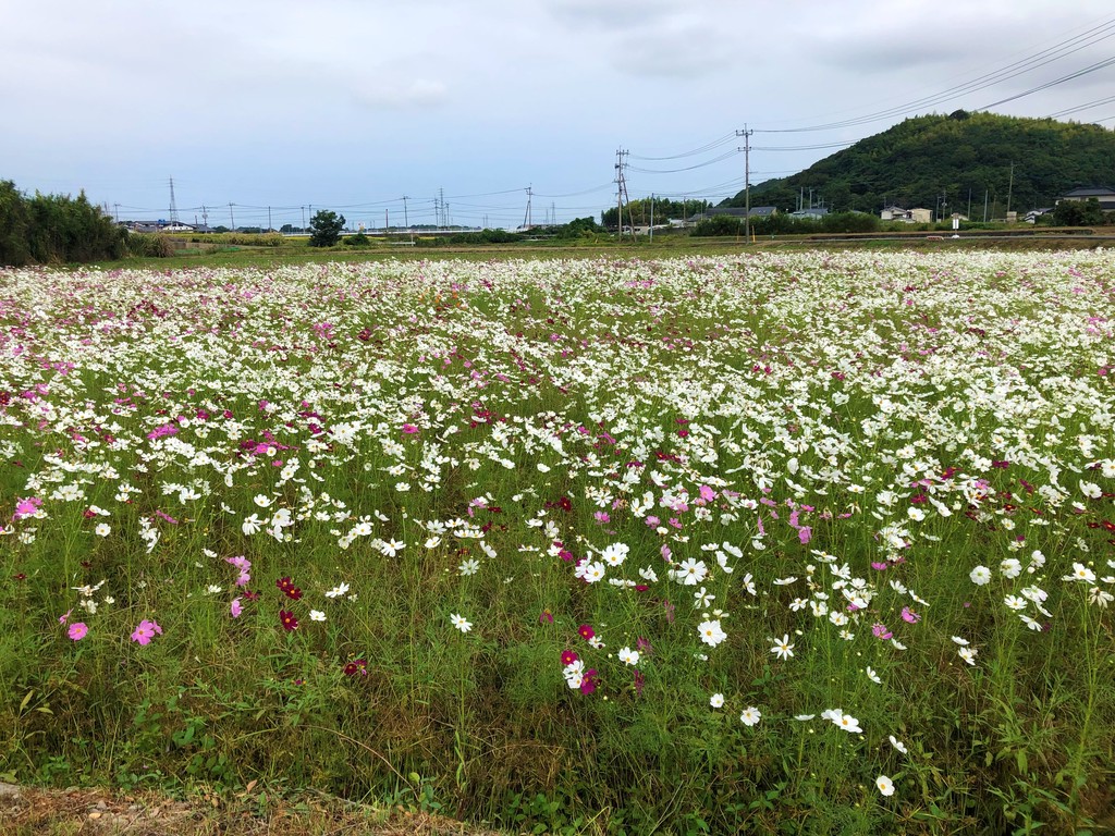 中津市 三光 ちょっとコスモス園行ってきました ジモッシュ 地元をダッシュするニュースサイト ジモッシュ