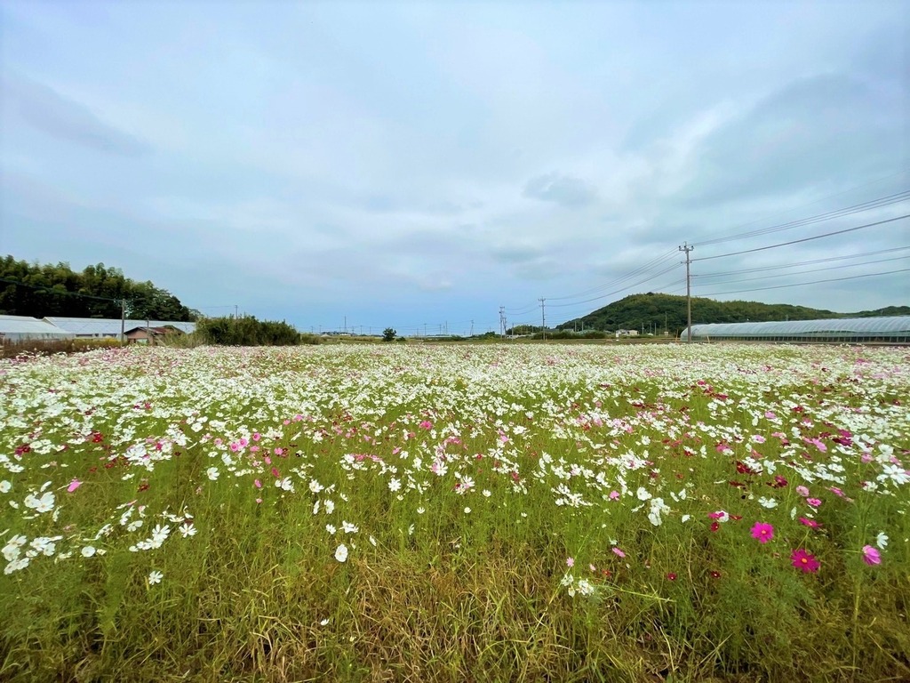 中津市 三光 ちょっとコスモス園行ってきました ジモッシュ 地元をダッシュするニュースサイト ジモッシュ