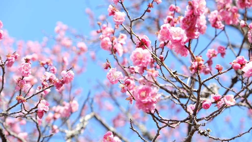 豊前市の梅の名所「天地山公園」の梅が開花していました！花とグルメを