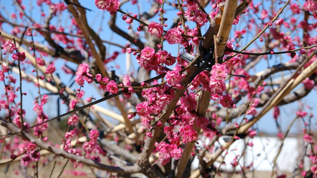 中津市の梅の花の新名所「犬丸梅苑（梅園）」でフォトコンテスト開催中