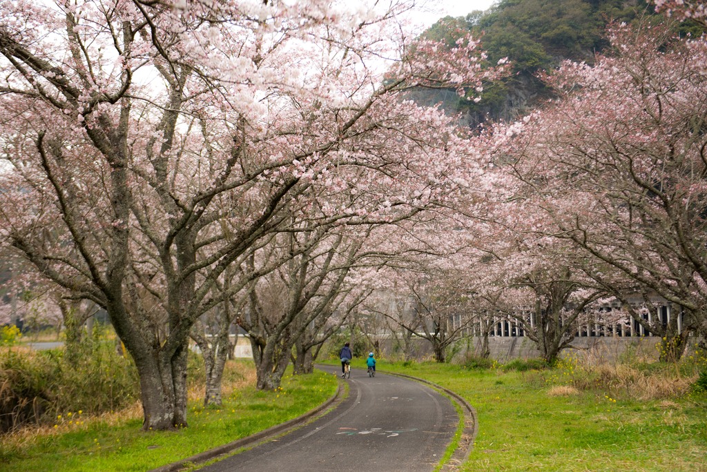 春満開 花スポット特集22 中津市編 ジモッシュ 地元をダッシュするニュースサイト ジモッシュ