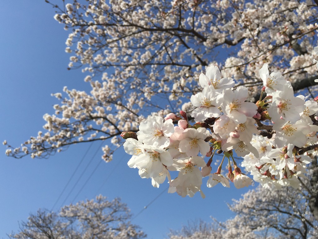 春満開 花スポット特集22 中津市編 ジモッシュ 地元をダッシュするニュースサイト ジモッシュ