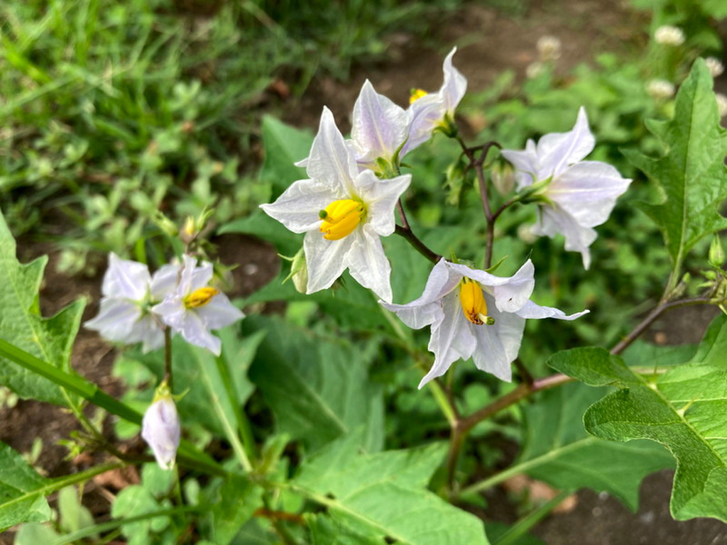 道草のススメvol40 公園のお花 ジモッシュ 地元をダッシュするニュースサイト ジモッシュ