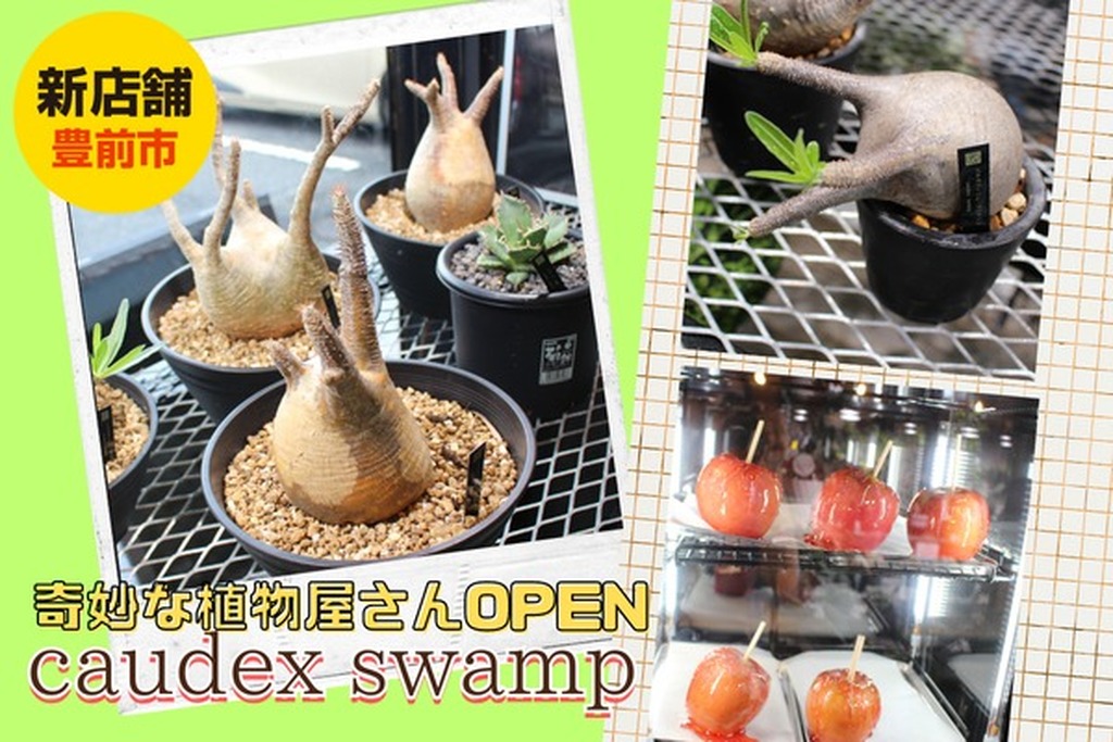 新店舗/奇妙な植物屋「caudex swamp」が豊前市にOPEN！ | ジモッシュ