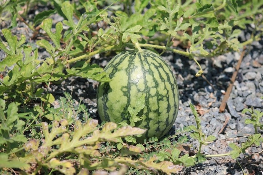 家庭菜園】元生産者が教えてくれた、甘くて美味しいスイカの収穫法