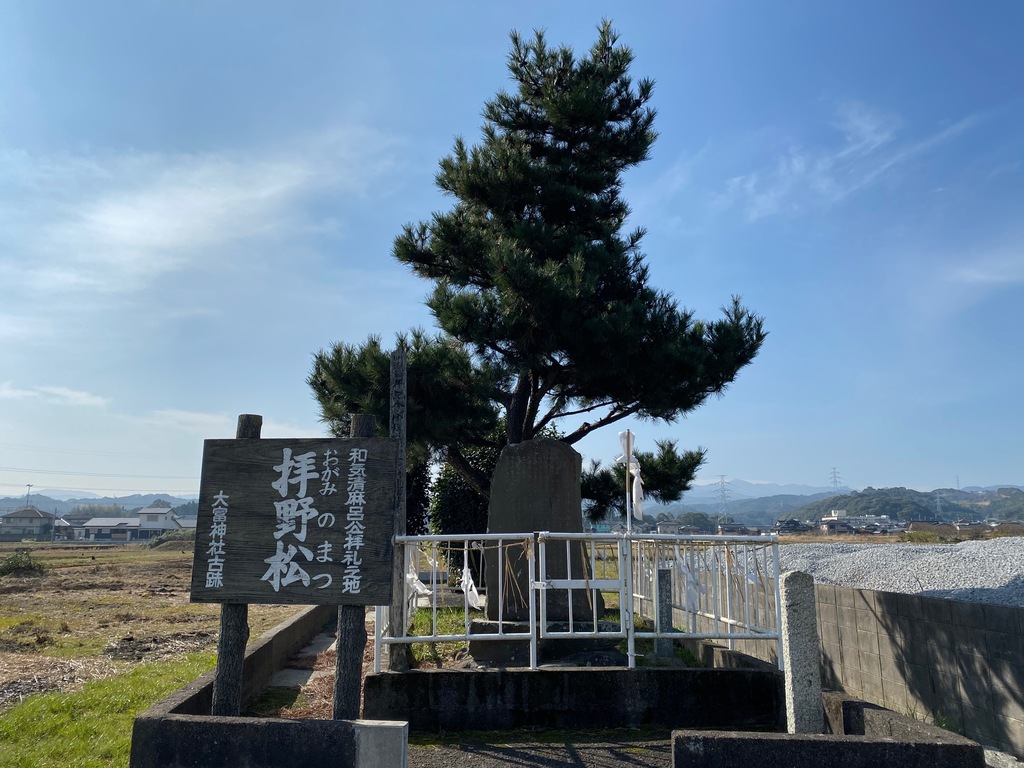 ジモプチトリップvol 37 豊前バイパス横に突如現れた松 拝野松 豊前市 ジモッシュ 地元をダッシュするニュースサイト ジモッシュ