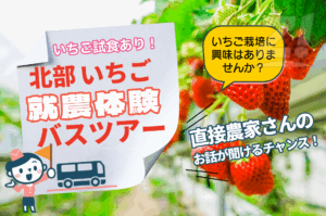 甘くて新しい人生を見つけに行こう― 北部いちご就農体感バスツアー開催！【参加無料・12月13日(土)】